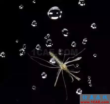 為什么蚊子永遠不會被雨砸死？千萬別被孩子問住了！fluent圖片16