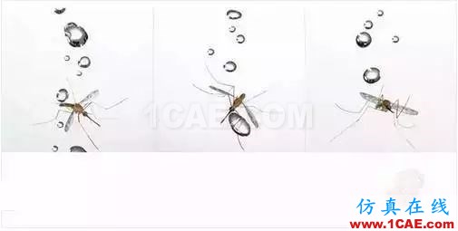 為什么蚊子永遠不會被雨砸死？千萬別被孩子問住了！fluent流體分析圖片9