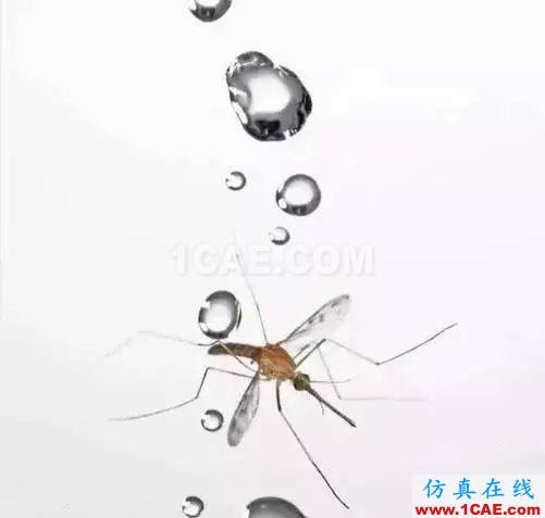 為什么蚊子永遠不會被雨砸死？千萬別被孩子問住了！fluent分析案例圖片4
